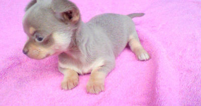 スムチー 小ぶり レアカラー チワワ ブリーダー 子犬販売の専門店 AngelWan 横浜 スムース 極小 ♀