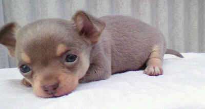 スムース チワワ 仔犬画像 チワワ ブリーダー 子犬販売の専門店 AngelWan 横浜 スムチー むちむち ペット