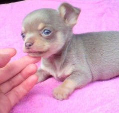 チワワ スムース 女の子 チワワ ブリーダー 子犬販売の専門店 AngelWan 横浜 メキシコ 青森 長野 秋田