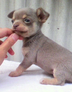 スムチー 希少カラー メス チワワ ブリーダー 子犬販売の専門店 AngelWan 横浜 子犬画像 スムース レア