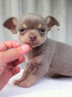 スムース チワワ ブリーダー直販 チワワ ブリーダー 子犬販売の専門店 AngelWan 横浜 人気犬種 JKC血統書