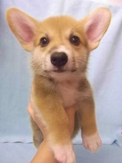 コーギー　ブリーダー　子犬販売の専門店　AngelWan　横浜　町田　相模原　湘南　川崎