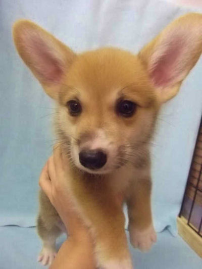 コーギー　ブリーダー　子犬販売の専門店　AngelWan　横浜　胴長短足　ペット　中型犬