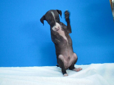 イタグレ ペットショップ 横浜市 イタグレ ブリーダー 子犬販売の専門店 AngelWan 横浜 伊豆 静岡 山梨 東京