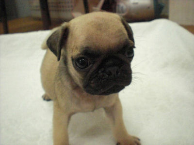 パグ　ブリーダー　子犬販売の専門店　AngelWan　横浜　ぶさかわ　鼻ぺちゃ