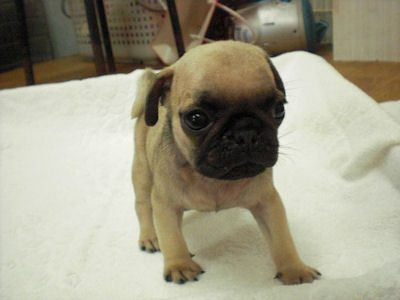 パグ　ブリーダー　子犬販売の専門店　AngelWan　横浜市　戸塚区　泉区　港北区　栄区