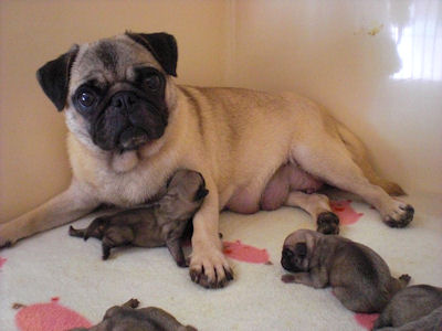 パグ　ブリーダー　子犬販売の専門店　AngelWan　横浜　ペットショップ