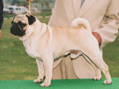 パグ　ブリーダー　子犬販売の専門店　AngelWan　横浜　ペットショップ