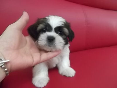 シーズー 仔犬 ブリーダー シーズー ブリーダー 子犬販売の専門店 AngelWan 横浜市 瀬谷区 旭区 戸塚区