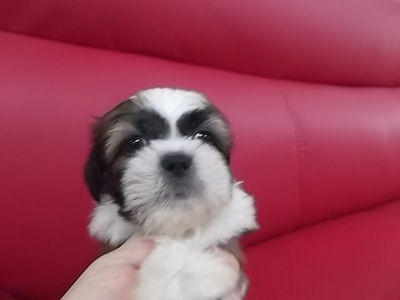 シーズー ペットショップ 横浜 シーズー ブリーダー 子犬販売の専門店 AngelWan 神奈川 東京 山梨 長野 静岡