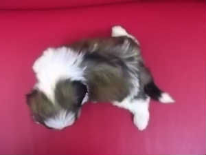 シーズー 室内犬 こいぬ シーズー ブリーダー 子犬販売の専門店 AngelWan 湘南 相模原 町田 川崎