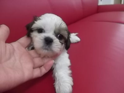 シーズー 小型犬 こいぬ シーズー ブリーダー 子犬販売の専門店 AngelWan 横浜市 港北区 都筑区 戸塚区