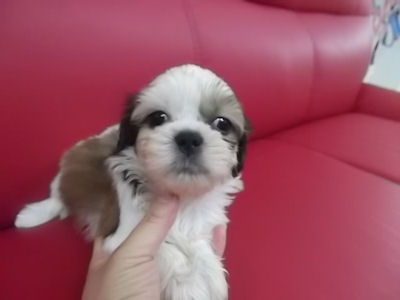 シーズー ブリーダー直販 仔犬 シーズー ブリーダー 子犬販売の専門店 AngelWan 全国対応可能 空輸 お届け