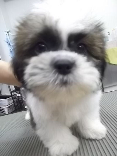 シーズー 室内犬 ペットショップ シーズー ブリーダー 子犬販売の専門店 AngelWan 横浜市 港北区 中区 都筑区