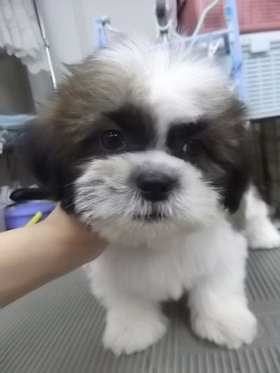 シーズー 鼻ペチャ ブレーズあり シーズー ブリーダー 子犬販売の専門店 AngelWan 横浜 柄良好 全国対応可能