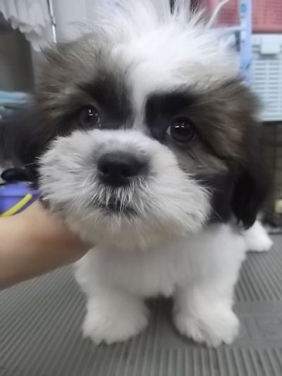 シーズー 仔犬直販 ブリーダー シーズー ブリーダー 子犬販売の専門店 AngelWan 横浜 湘南 町田 相模原 鎌倉