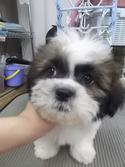 シーズー オス 子犬 シーズー ブリーダー 子犬販売の専門店 AngelWan 横浜 トリミング 川崎 湘南