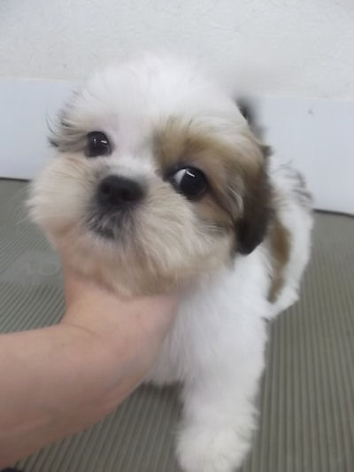 シーズー 明るいカラー かわいい男の子 シーズー ブリーダー 子犬販売の専門店 AngelWan 横浜市 港北区 青葉区 緑区