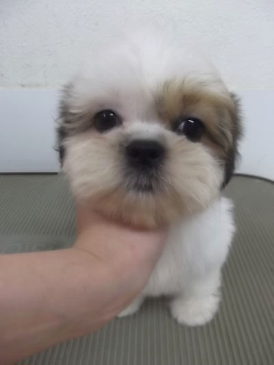 シーズー こいぬ パピー シーズー ブリーダー 子犬販売の専門店 AngelWan 横浜 ANA空輸 全国OK