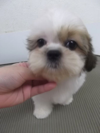 シーズー 仔犬 ペットショップ シーズー ブリーダー 子犬販売の専門店 AngelWan 横浜 青森 秋田 山形 新潟
