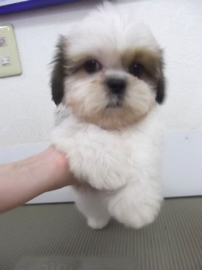 シーズー 中国 子犬 シーズー ブリーダー 子犬販売の専門店 AngelWan 横浜 鼻ペチャ ブサカワ