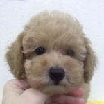 トイプードル　ブリーダー　子犬販売の専門店　AngelWan　横浜