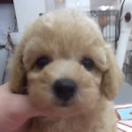 トイプードル　ブリーダー　子犬販売の専門店　AngelWan　横浜