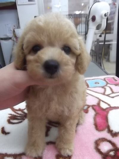 トイプードル　ブリーダー　子犬販売の専門店　AngelWan　横浜市　戸塚区　中区　旭区