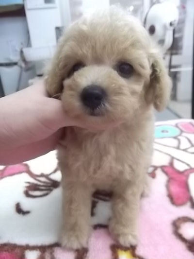 トイプードル　ブリーダー　子犬販売の専門店　AngelWan　川崎　町田　相模原　湘南