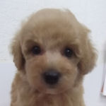 トイプードル　ブリーダー　子犬販売の専門店　AngelWan　横浜