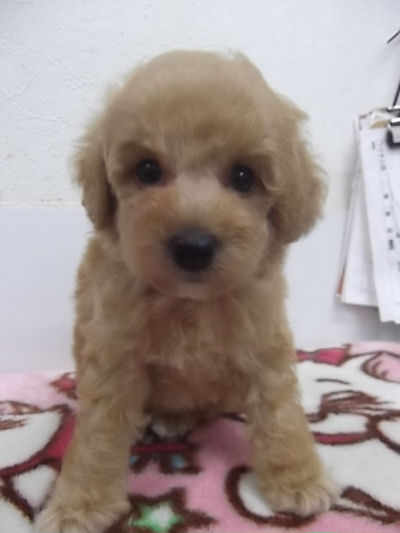 トイプードル　ブリーダー　子犬販売の専門店　AngelWan　横浜　全国対応可能