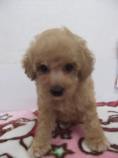 トイプードル　ブリーダー　子犬販売の専門店　AngelWan　横浜　タイニーサイズ