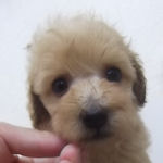 トイプードル　ブリーダー　子犬販売の専門店　AngelWan　横浜