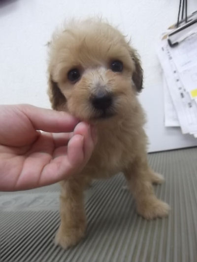 トイプードル　ブリーダー　子犬販売の専門店　AngelWan　青森　秋田　山形　長野　山梨