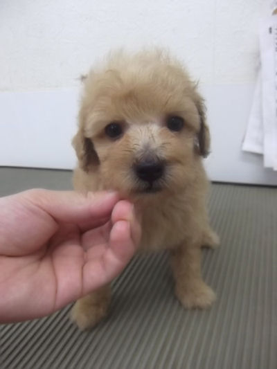 トイプードル　ブリーダー　子犬販売の専門店　AngelWan　横浜　鎌倉　逗子　茅ヶ崎