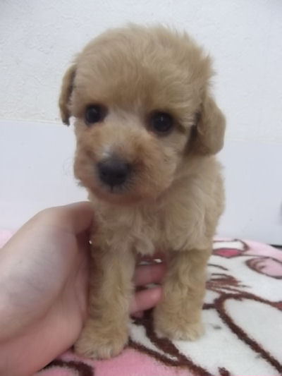 トイプードル　ブリーダー　子犬販売の専門店　AngelWan　横浜　アプリコット