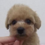 トイプードルの子犬 アプリコット トイプードル ブリーダー 子犬販売の専門店 AngelWan 横浜