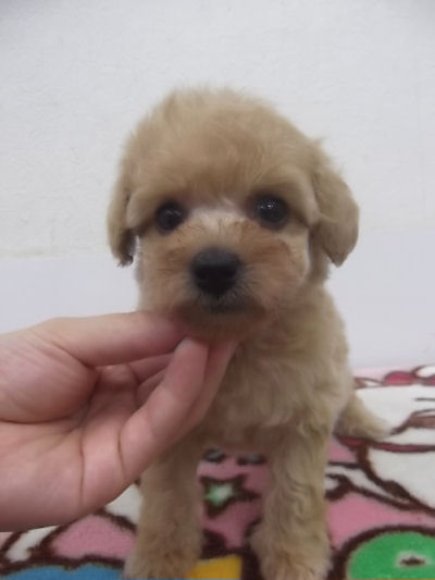 トイプードル タイニーサイズ 姫系 トイプードル ブリーダー 子犬販売の専門店 AngelWan 横浜 辻堂 平塚 小田原