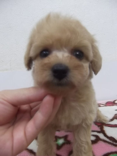 トイプードル 小ぶり キュート トイプードル ブリーダー 子犬販売の専門店 AngelWan 東京 神奈川 千葉 埼玉