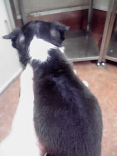 ブリーダー　ボストンテリア　子犬販売の専門店　AngelWan　横浜　全国対応可能