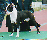 ブリーダー　ボストンテリア　子犬販売の専門店　AngelWan　横浜　JKCチャンピオン直子