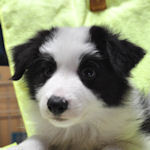 ボーダー・コリー　ブリーダー　子犬販売の専門店　AngelWan　横浜