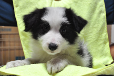 ボーダー・コリー　ブリーダー　子犬販売の専門店　AngelWan　横浜市戸塚区　泉区　旭区