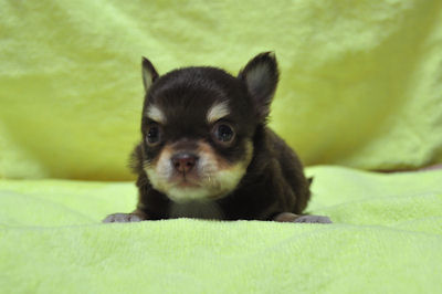 チワワ　ブリーダー　子犬販売の専門店　AngelWan　横浜市　戸塚区　泉区　港北区　都筑区