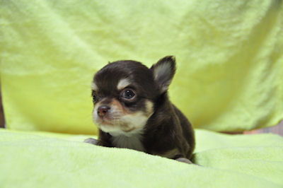 チワワ　ブリーダー　子犬販売の専門店　AngelWan　横浜市　中区　港南区　青葉区　緑区