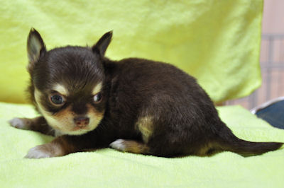 チワワ　ブリーダー　子犬販売の専門店　AngelWan　横浜市　旭区　栄区　瀬谷区　西区