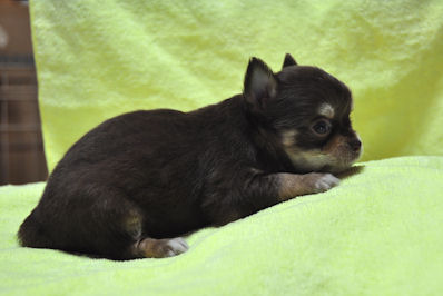 チワワ　ブリーダー　子犬販売の専門店　AngelWan　川崎　湘南　横須賀　町田　相模原