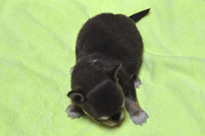 チワワ　ブリーダー　子犬販売の専門店　AngelWan　全国対応可能　健康　小型犬