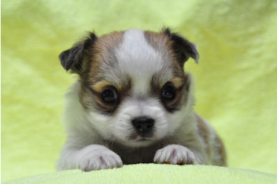 チワワ　ブリーダー　子犬販売の専門店　AngelWan　東京　千葉　神奈川　青森　秋田　長野