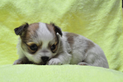 チワワ　ブリーダー　子犬販売の専門店　AngelWan　茅ヶ崎　辻堂　藤沢　鎌倉　逗子　葉山